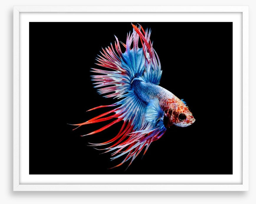 Fish / Aquatic