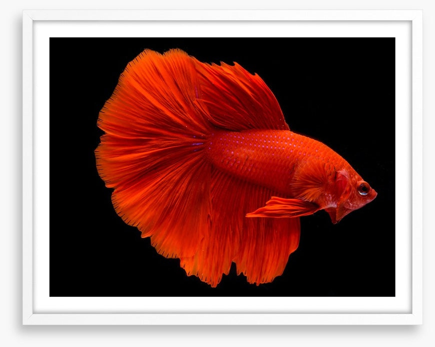 Fighting fins