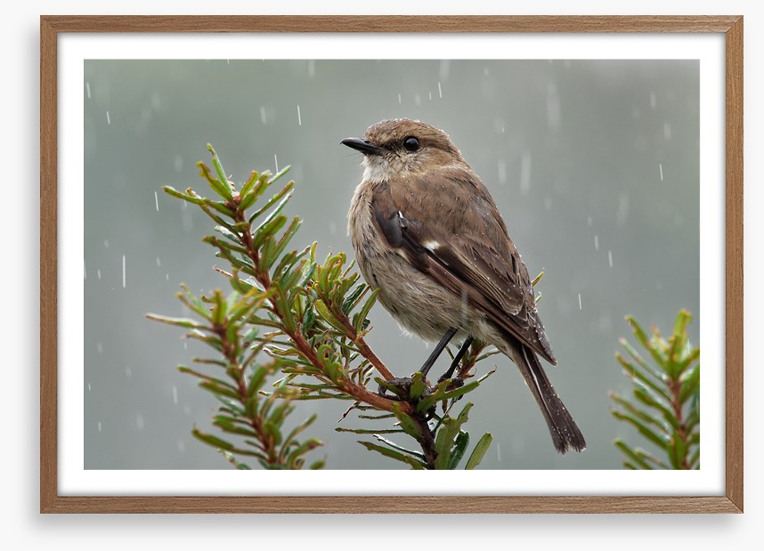 Dusky robin rain