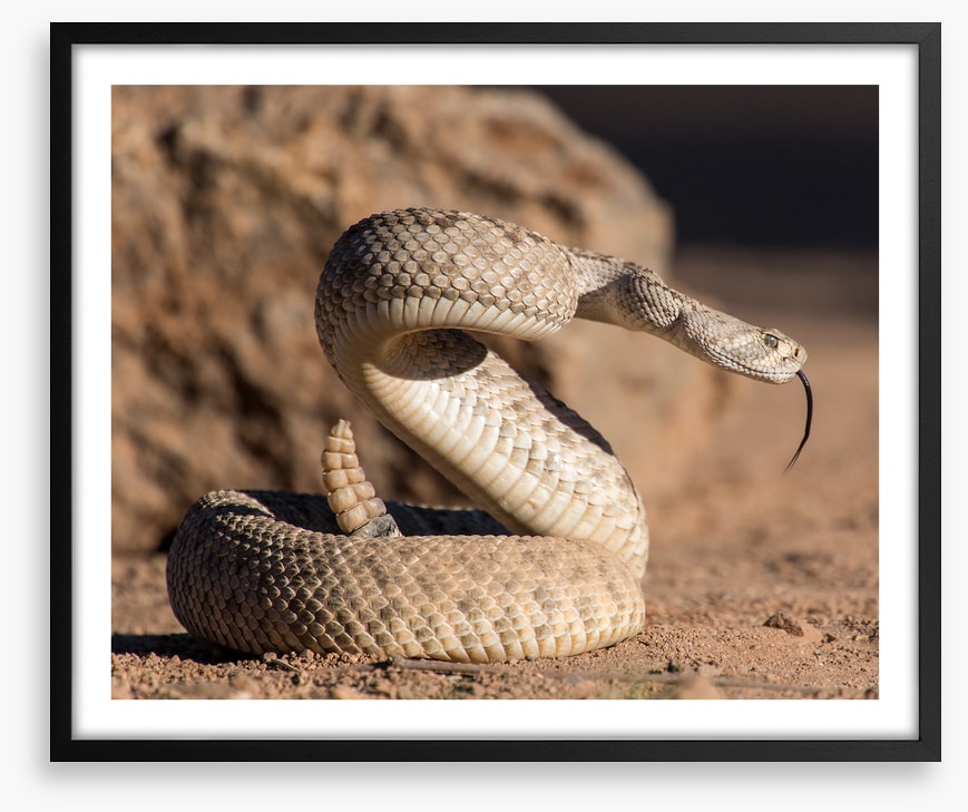Reptiles / Amphibian
