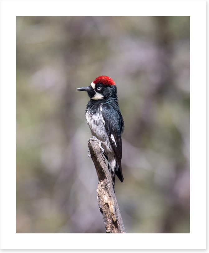 Acorn woodpecker
