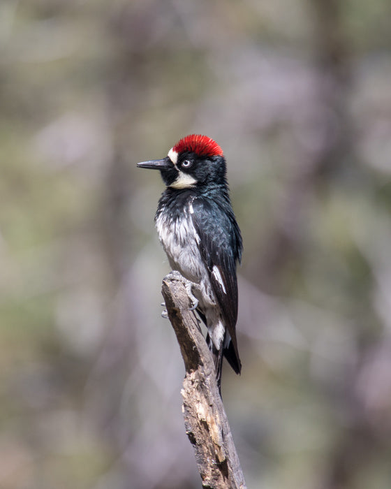 Acorn woodpecker