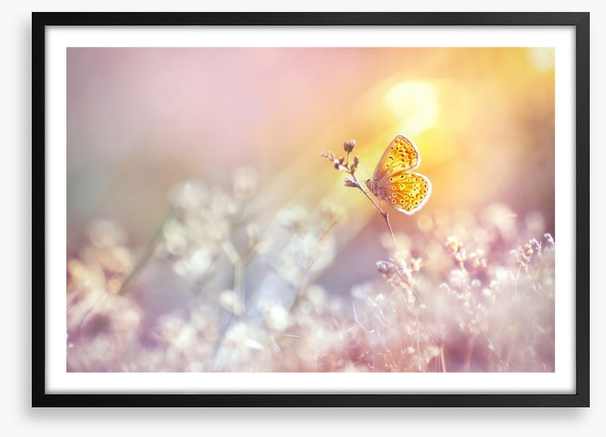 Golden flutter