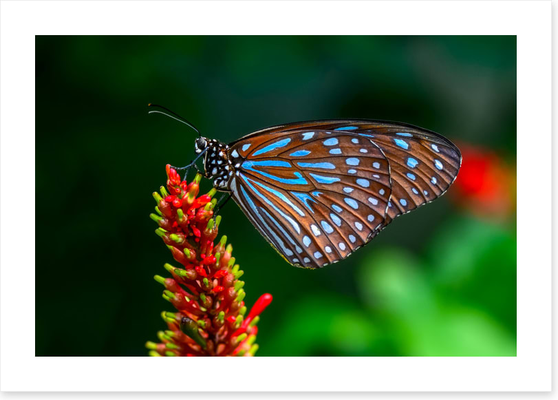 Insects