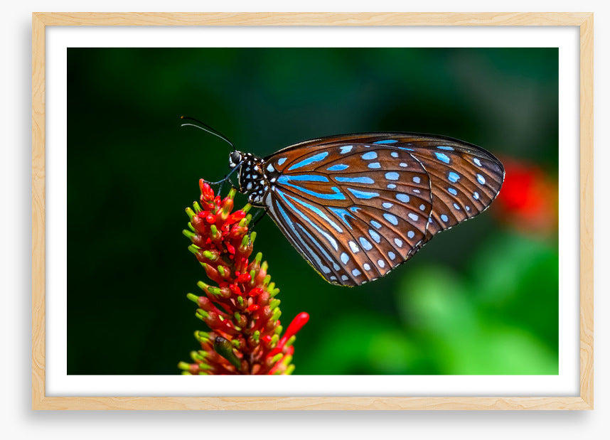 Insects