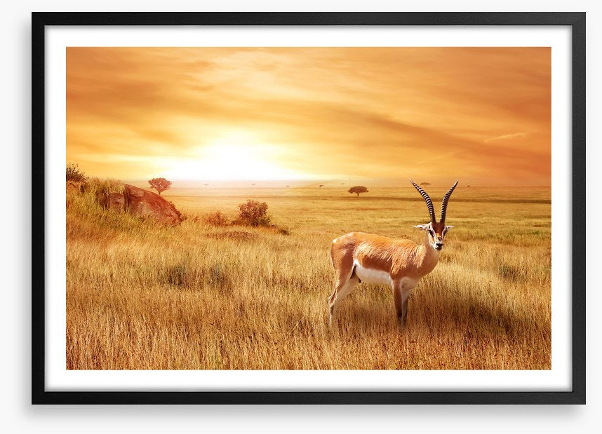 Africa