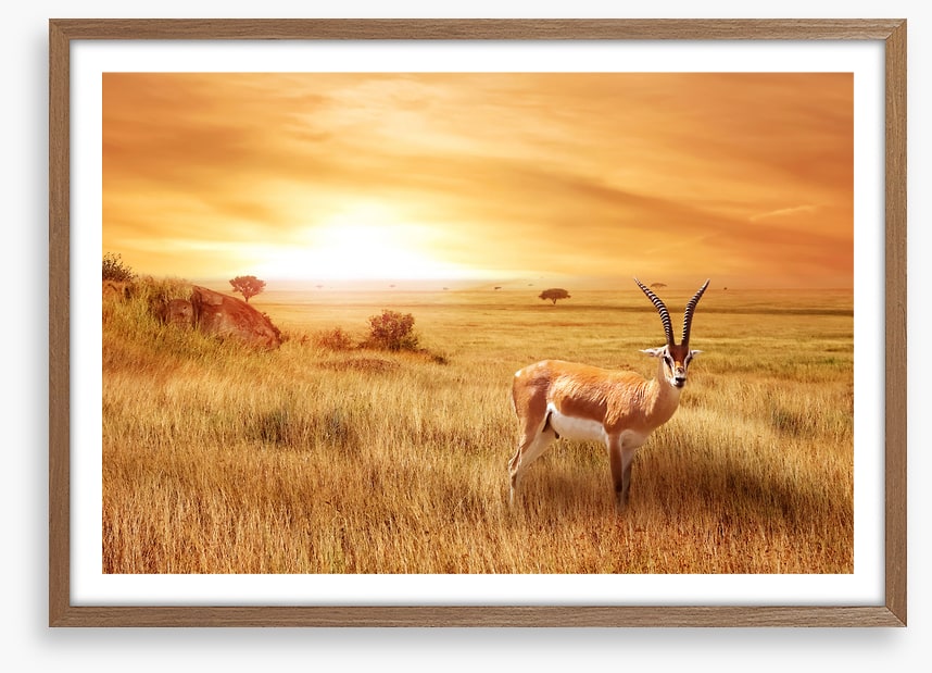 Africa