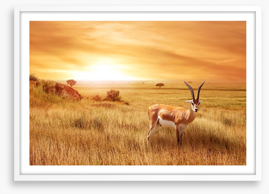 Africa