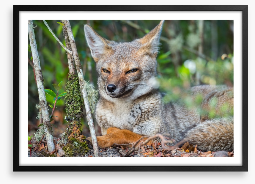 Mammals