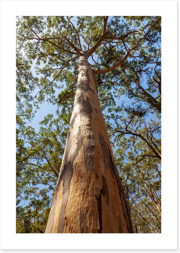 Up the Karri tree