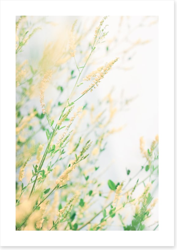 Wildflower breeze