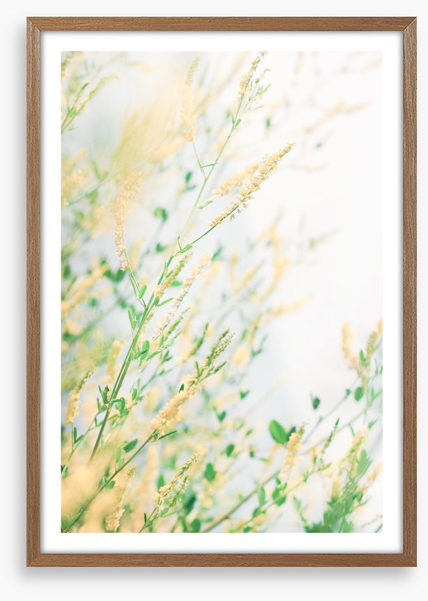Wildflower breeze