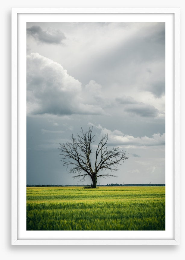 Trees