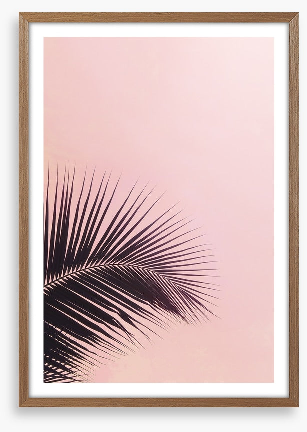 Pink sky palm