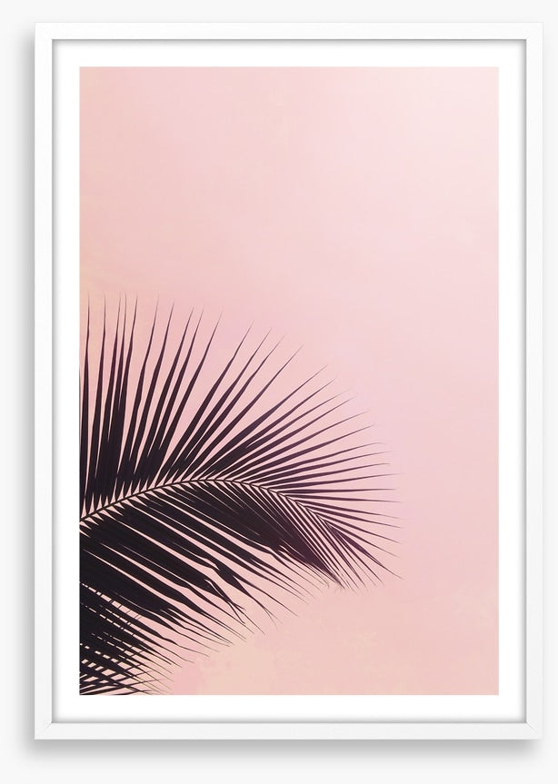 Pink sky palm