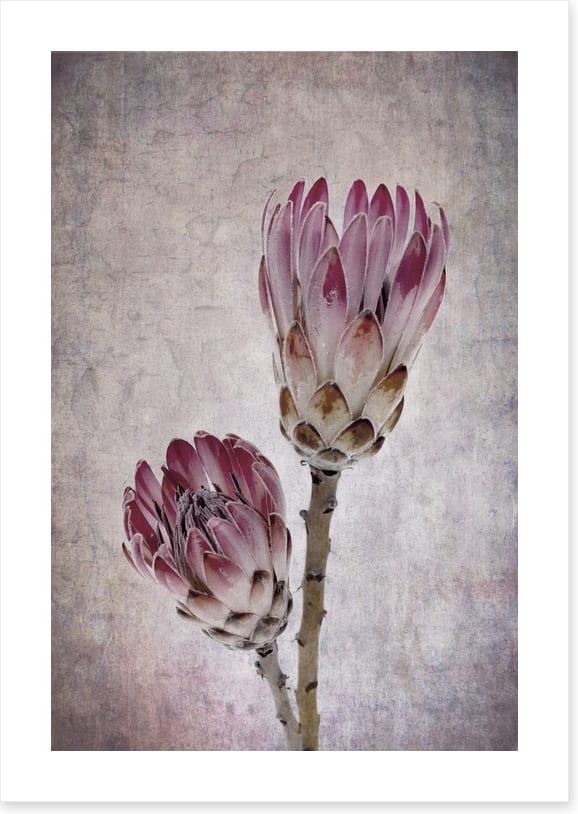 Pink protea pair