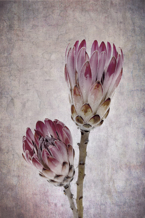 Pink protea pair