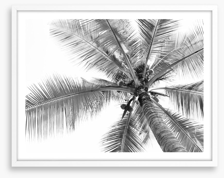 Coconut canopy