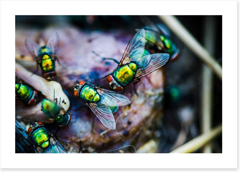 Insects