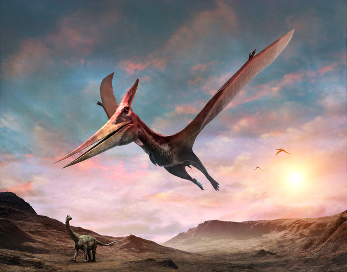 Pteranodon glide