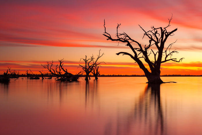 Lake Bonney redgum