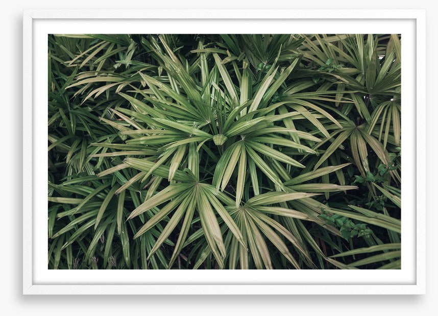 Leaves