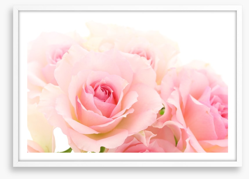 Coming up roses