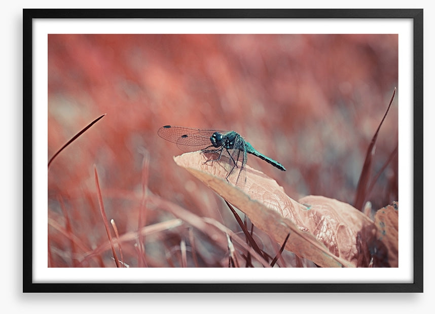 Insects