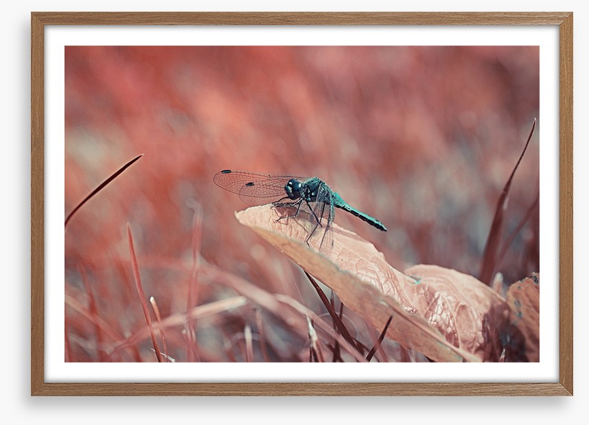 Insects
