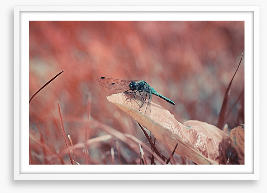 Insects