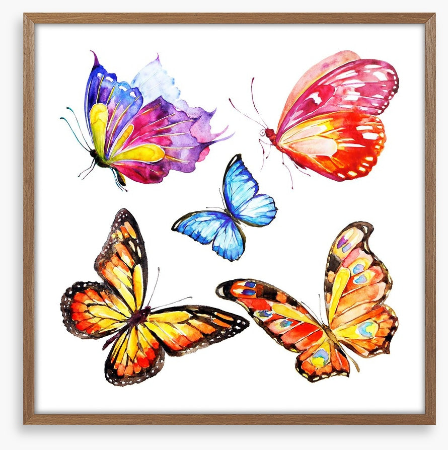 Cacophony of colour