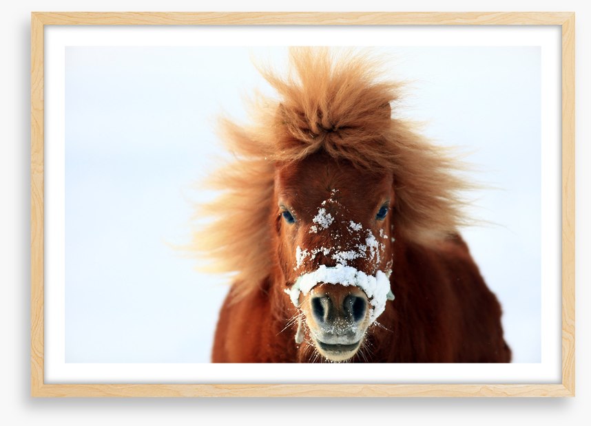 Snow pony