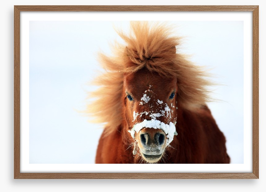 Snow pony
