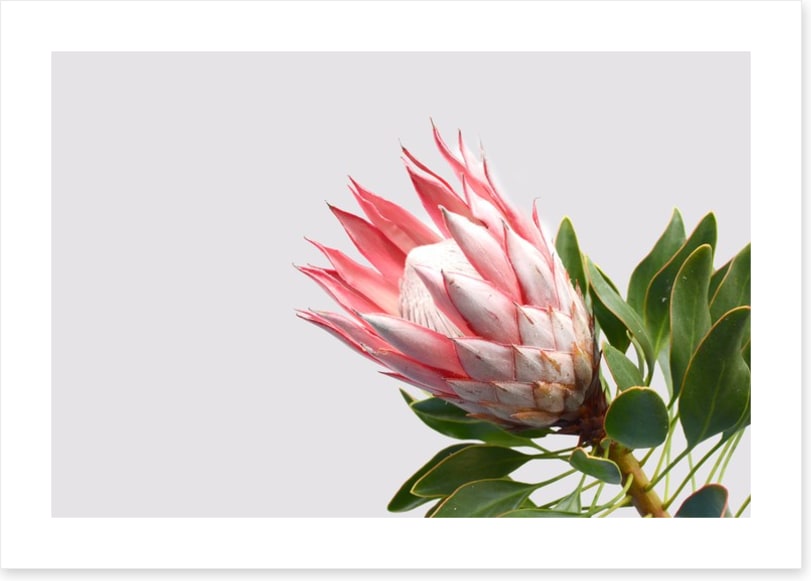 Pink protea