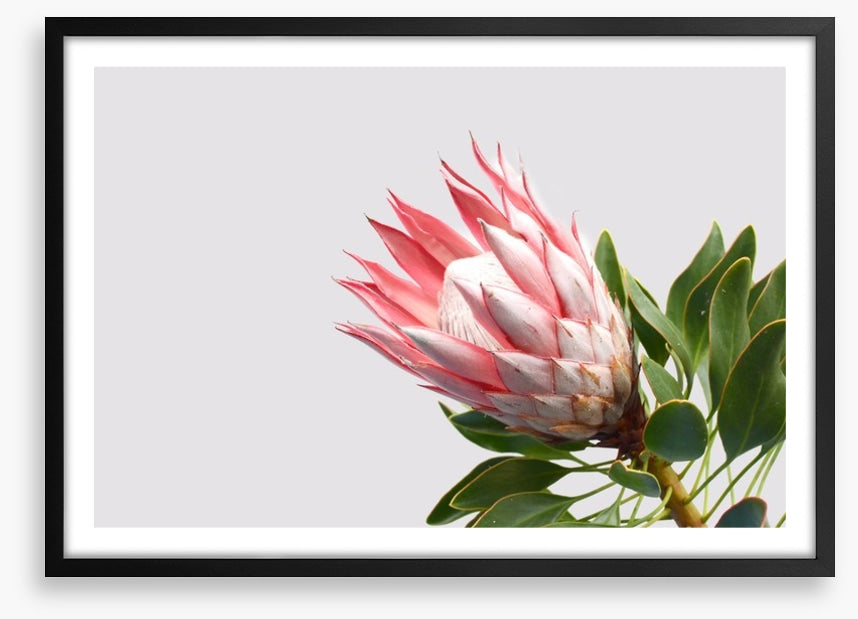 Pink protea