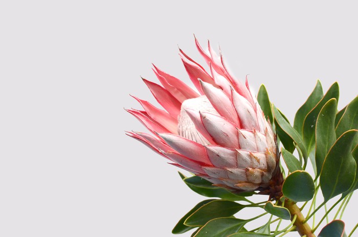 Pink protea