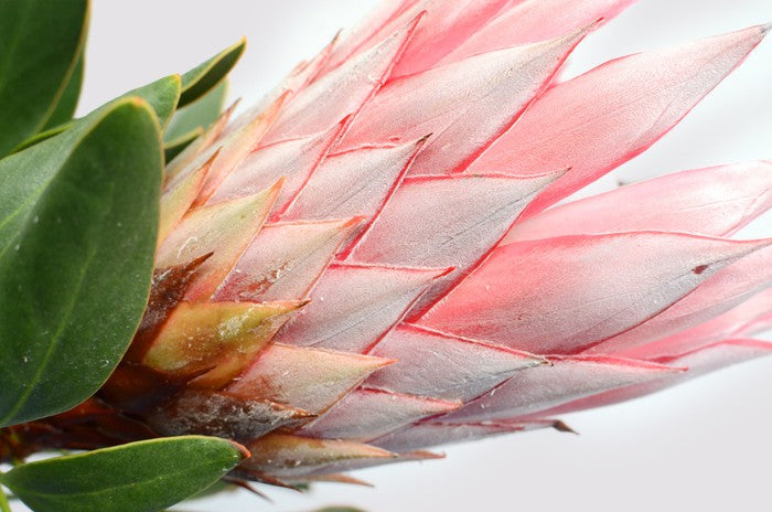 Up close and protea