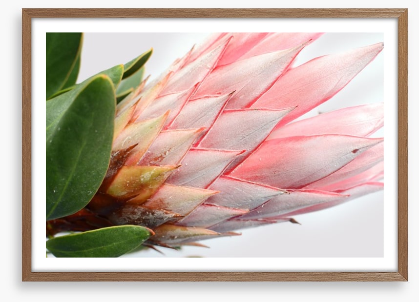 Up close and protea