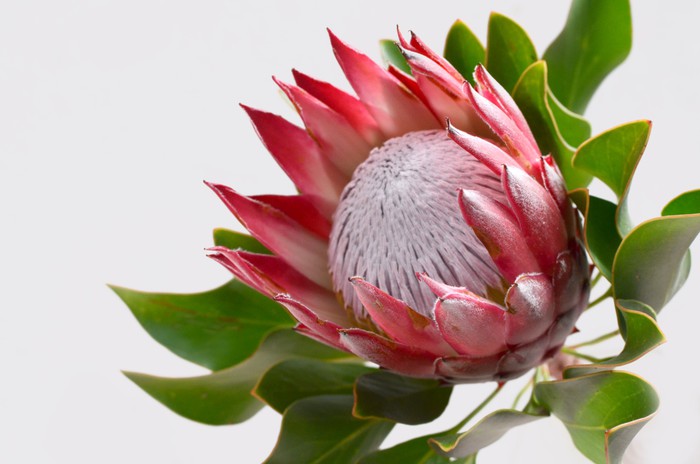 Perfect protea