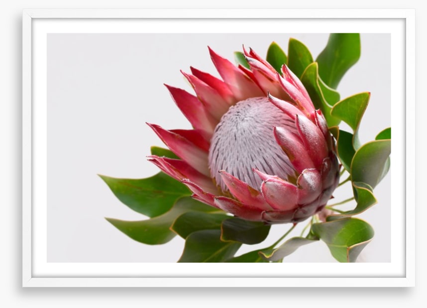 Perfect protea