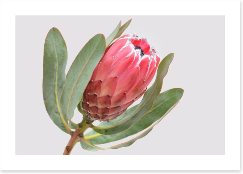 Protea sylvia