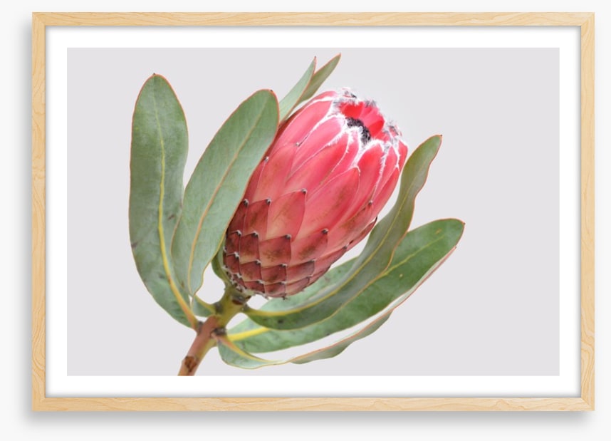 Protea sylvia