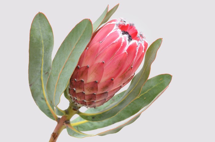 Protea sylvia