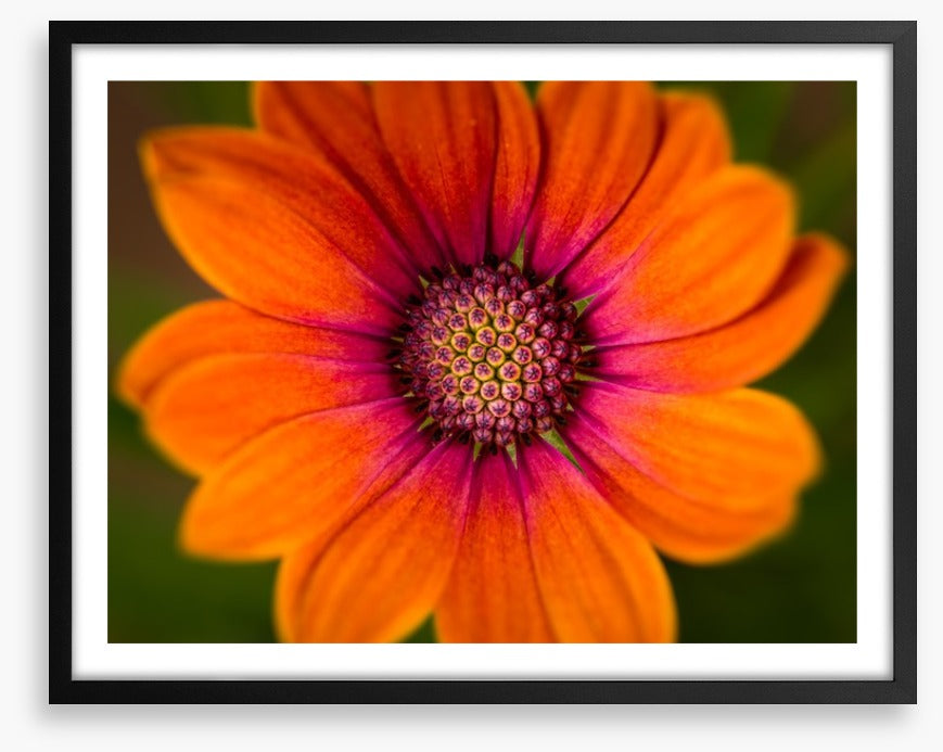Orange symphony