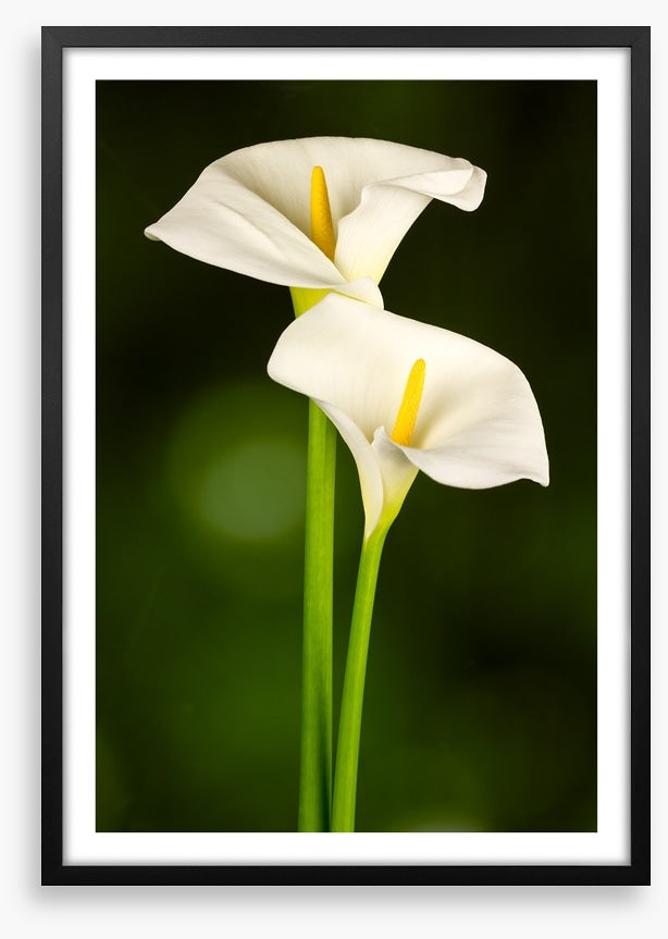 Calla couple