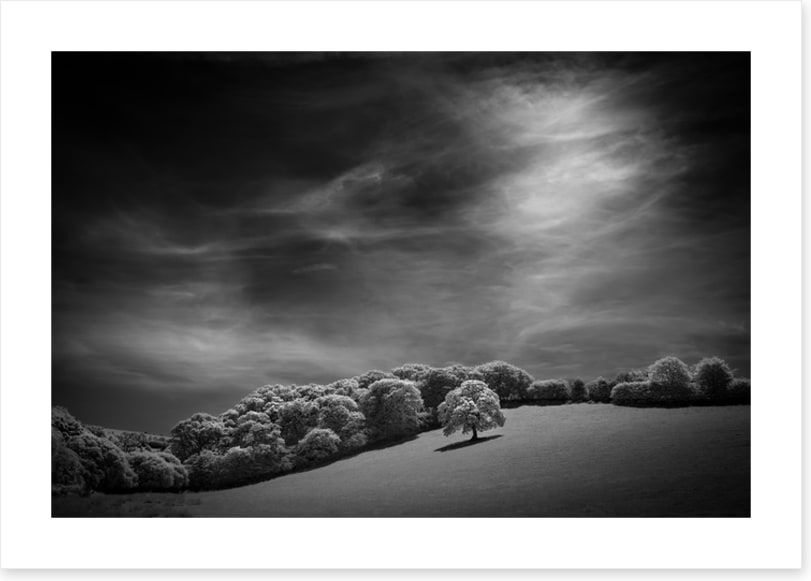 White oak hill