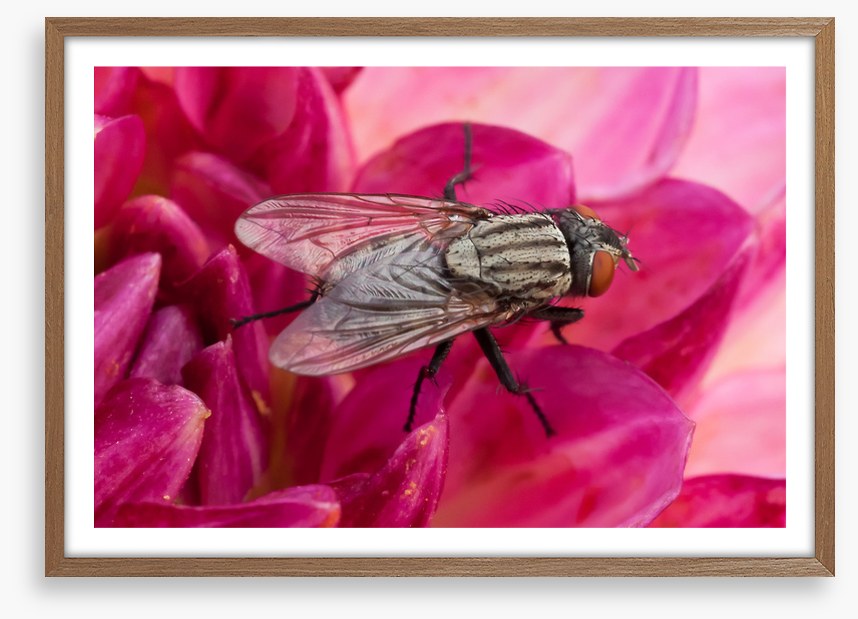 Insects