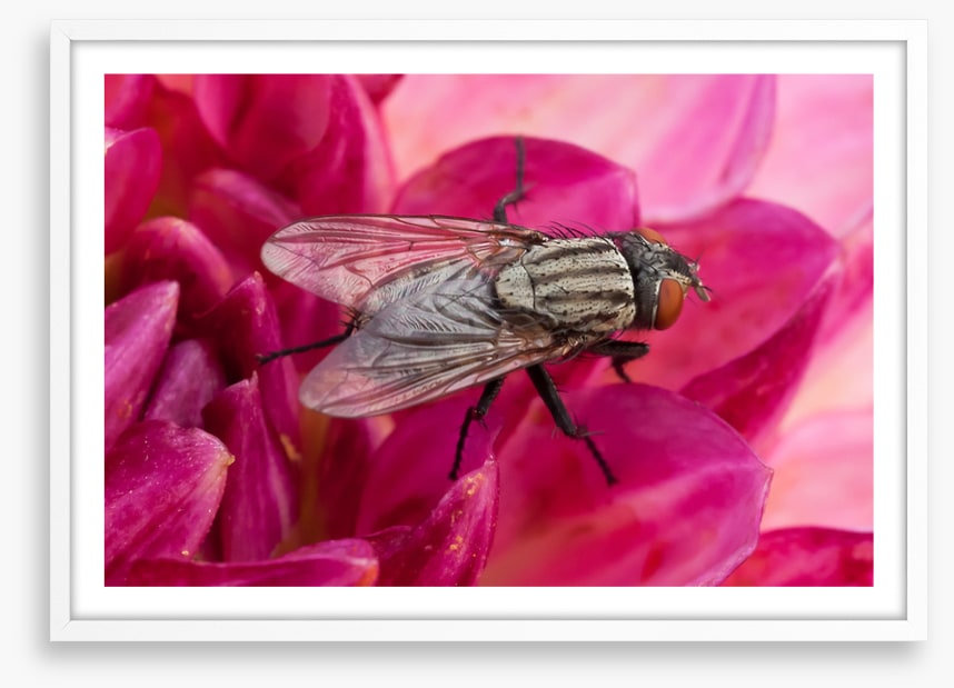 Insects