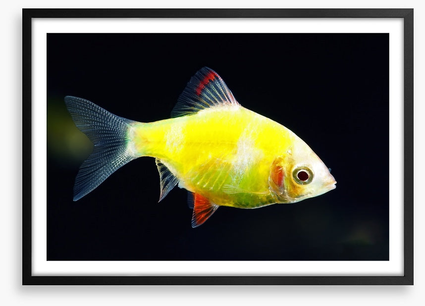 Fish / Aquatic