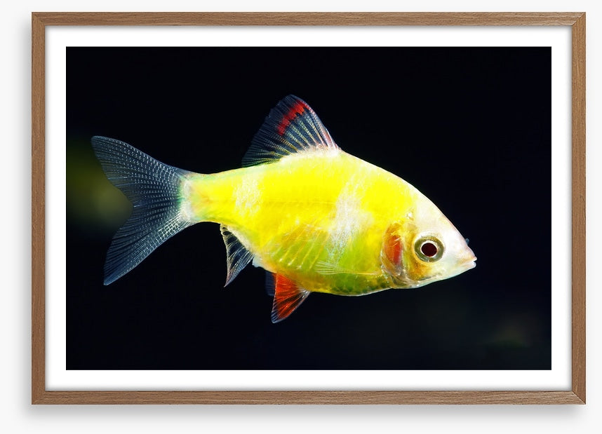 Fish / Aquatic